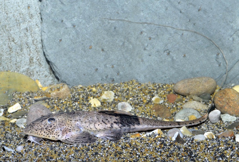 twig catfish